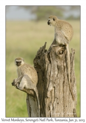 Vervet Monkeys