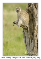 Vervet Monkey