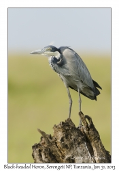 Black-headed Heron