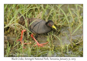 Black Crake