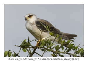 Black-winged Kite