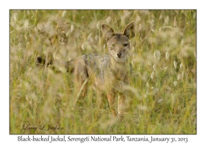 Black-backed Jackal