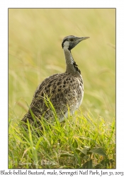 Black-bellied Bustard