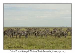 Plains Zebra