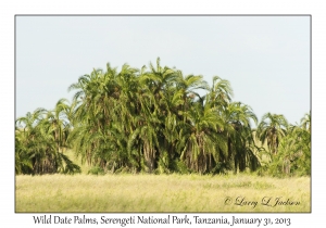 Wild Date Palms