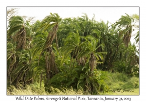 Wild Date Palms