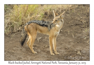 Black-backed Jackal