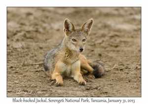 Black-backed Jackal