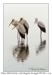 Yellow-billed Storks