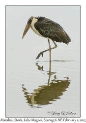 Marabou Stork