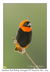 Southern Red Bishop