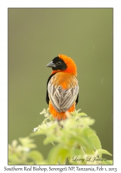 Southern Red Bishop