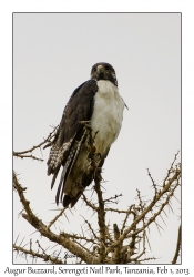 Augur Buzzard