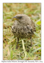 Rufous-tailed Weaver