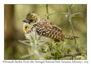 D'Arnaud's Barbet