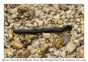 African Giant Black Millipede