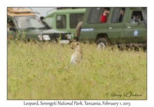 Leopard