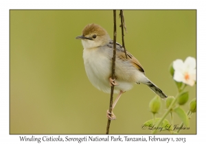 Winding Cisticola