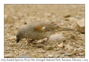 Grey-headed Sparrow