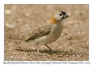 Speckle-fronted Weaver