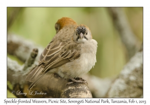 Speckle-fronted Weavers