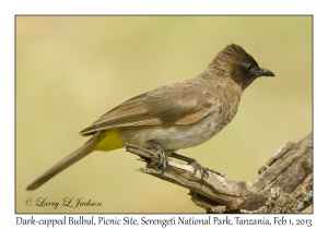 Dark-capped Bulbul