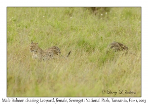 Leopard & Olive Baboon