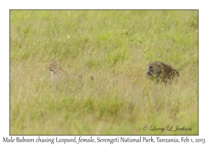 Leopard & Olive Baboon