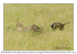 Leopard & Olive Baboon