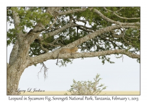 Leopard in Sycamore Fig