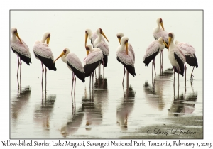 Yellow-billed Storks