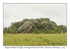 Kopje & Masai Giraffes