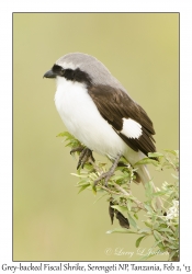 Grey-backed Fiscal Shrike