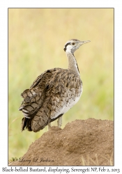 Black-bellied Bustard