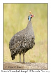 Helmeted Guineafowl