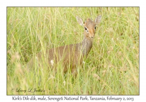 Kirk's Dik-dik