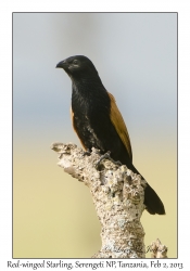 Red-winged Starling