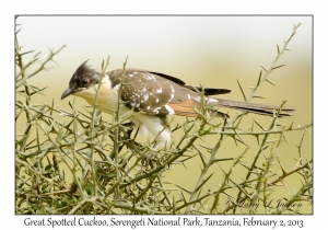 Great Spotted Cuckoo