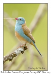 Red-cheeked Cordon-bleu