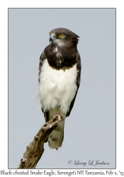 Black-chested Snake Eagle