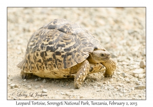 Leopard Tortoise