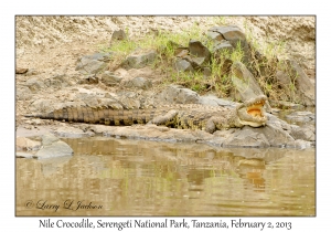 Nile Crocodile