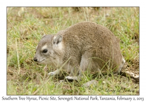 Southern Tree Hyrax