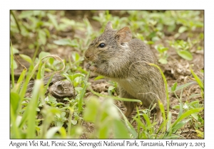 Angoni Vlei Rat