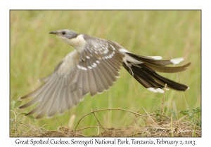 Great Spotted Cuckoo