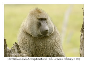 Olive Baboon