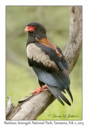 Bateleur