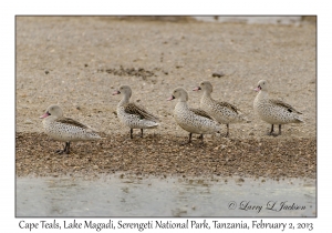 Cape Teals