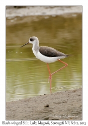 Black-winged Stilt