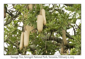 Sausage Tree